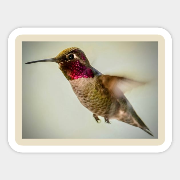 Hummingbird in flight Sticker by WildSideDesigns